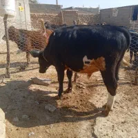 گوساله نر|حیوانات مزرعه|کوهدشت, |دیوار