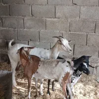 بزصلاله