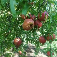 فروش-باغ-ویلاا