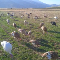 فروش بوقلمون طبیعی