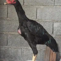 خروس لاری|حیوانات مزرعه|بابلسر, |دیوار