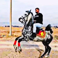 کشش اسب درهشوری