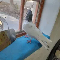 نر کله پاکستانی ملاقی