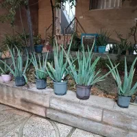 گل آلوورا|گل و گیاه طبیعی|تهران, خاوران|دیوار