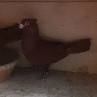 سرخ دم سفید سرور سرخ هفترنگ دم سفید