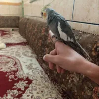 عروس هلندی نر بالغ|پرنده|شادگان, |دیوار