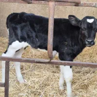 گاو گوساله نر