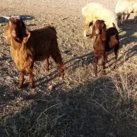 یک راس بز گوشتی 2راس بزغاله نر و ماده|حیوانات مزرعه|ارشق, |دیوار