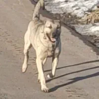 واگذاری سگ سرابی|سگ|سراب, |دیوار