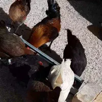 مرغ و خروس لری
