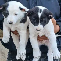 تیل قدرجونی|سگ|اهواز, نادری|دیوار