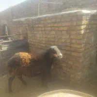 میش داشتی با یک بره نر برای قوچ|حیوانات مزرعه|تربتحیدریه, بالا ولایت|دیوار