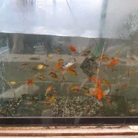 آکواریوم بزرگ شیشه ۱/۵ سانت ۴۰×۲/۵۰×۱ با شاستی