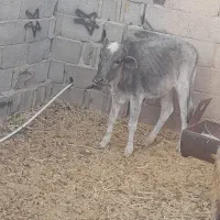 گوساله نر