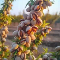 انواع درختان و انگور عسگری و شرابی بی دانه