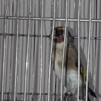 سیره کهنه مست مست