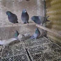 36 عدد کفتر آس کبوتر|پرنده|قرچک, زیبا شهر|دیوار