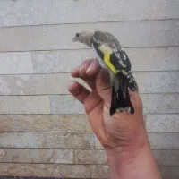 سهره