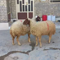 گوسفند|حیوانات مزرعه|اهواز, فتح|دیوار