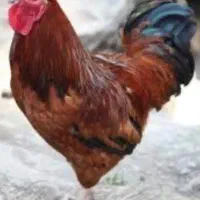 خروس جوان