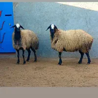 دامداری به نرخ زیر قیمت البته بدون دلال|حیوانات مزرعه|شیراز, حومه شیراز|دیوار