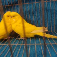 مرغ عشق انگلیسی|پرنده|بابل, |دیوار