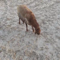 میش افشار|حیوانات مزرعه|نهبندان, |دیوار