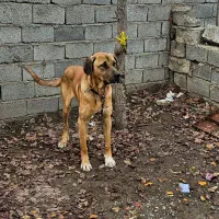 فروشی|سگ|گرمادوز, |دیوار