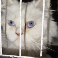 پرشین ماده|گربه|گرگان, |دیوار