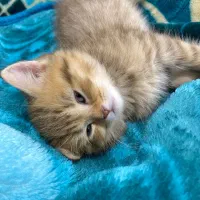 گربه بریتیش نر|گربه|بندرعباس, |دیوار