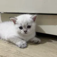 بچه گربه بریتیش اسکاتیش|گربه|کرج, گوهردشت|دیوار