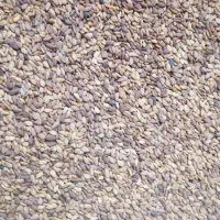 کنجد|عمده‌فروشی|مراوه, |دیوار