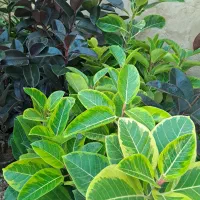 گل اپارتمانی فیکوس