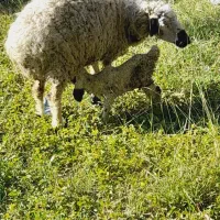 میش دوبره|حیوانات مزرعه|بم, |دیوار