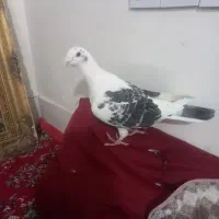 گراف