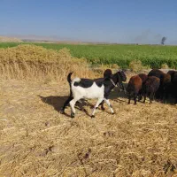 بز نژدی|حیوانات مزرعه|بروجرد, |دیوار