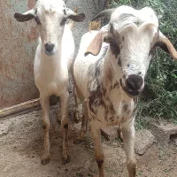 کهره نر|حیوانات مزرعه|بندرعباس, |دیوار