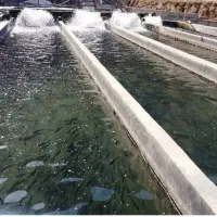اجاره شیلات ماهی