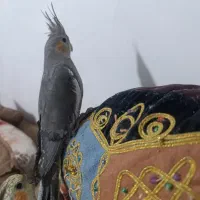 عروس هلندی نر و ماده|پرنده|صدرا-فارس, فاز ۲|دیوار