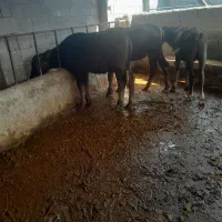 فروش سه عدد گوساله گامیش نر