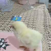 جوجه برهما و آمروک ومینیاتوری پاپرلپی|حیوانات مزرعه|اسالم, |دیوار