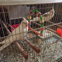 عروس هلندی بالغ