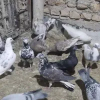 کبوتر هوایی|پرنده|شیراز, فرودگاه شهید دستغیب شیراز|دیوار