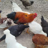 خروس محلی برای نگهداری و قربانی|حیوانات مزرعه|کوچصفهان, |دیوار