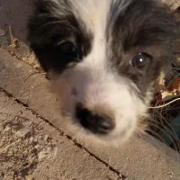 توله سگ شیتزو