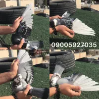 مجسمه کفتر طوقی قره آلمانی