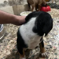 واگذاری|سگ|رشت, کوی حسینی|دیوار