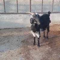 فروش بز با بزغاله