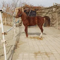 2عدداسب زیبااصیل کامل چک معتبر به بالاترین پیشنهاد|اسب و تجهیزات اسبسواری|اصفهان, باغ دریاچه|دیوار