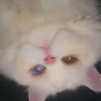 گربه پرشین اسکاتیش